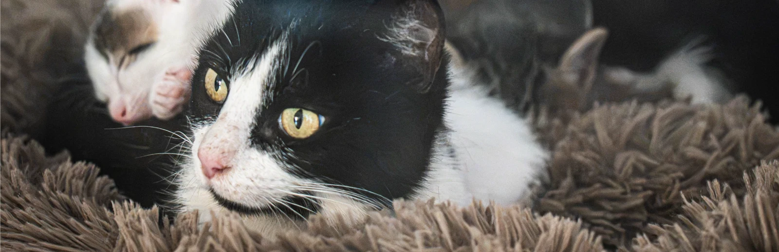 Gatos de Fundación de Gatitos.