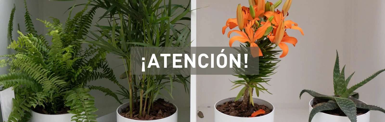 ¡Atención! Algunas plantas pueden ser tóxicas para los gatos.