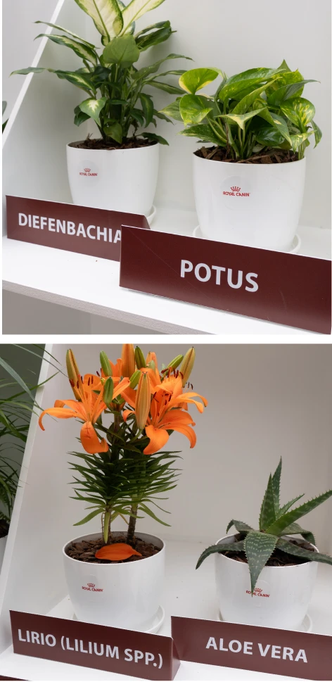 Dieffenbachia, potus, lirio y aloe vera exhibidos en Cat House.