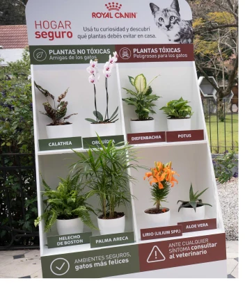 Información sobre plantas para un hogar seguro.
