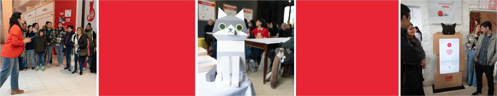 Visitas, juegos y experiencias en Cat House.